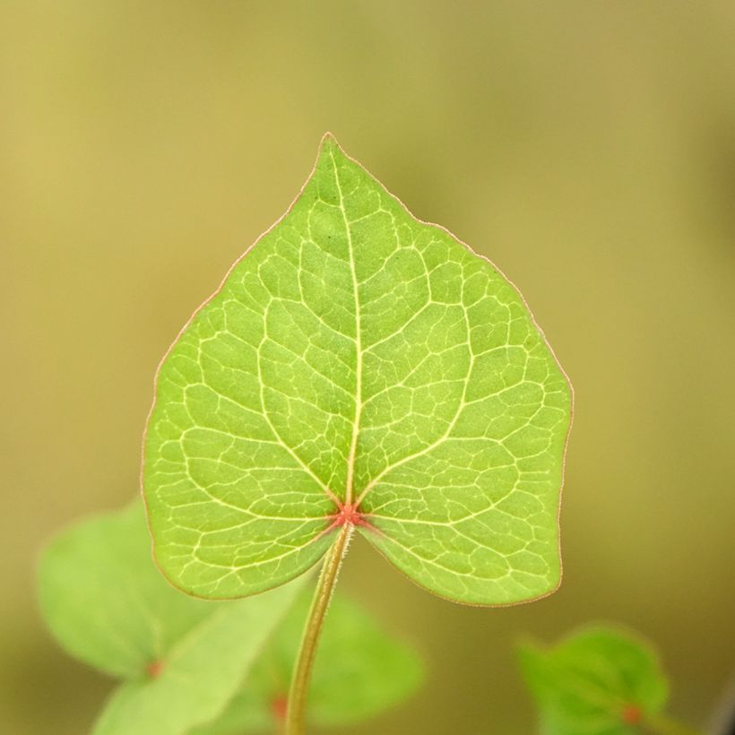 Stauden-Buchweisen - Fagopyrum dibotrys (Laub)