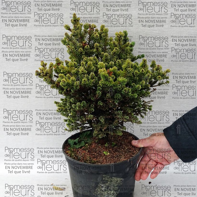 Beispiel eines Exemplars von Épinette blanche - Picea glauca Cecilia                             Pot de 4L/5L wie geliefert