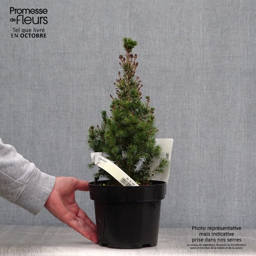 Exemplar von Epinette blanche - Picea glauca Daisy's White 30/40cm en pot de 2L wie im Herbst geliefert