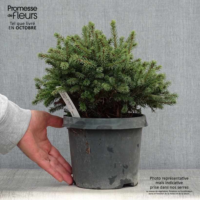 Exemplar von Epinette blanche - Picea glauca Echiniformis en pot de 2/3L           wie im Herbst geliefert