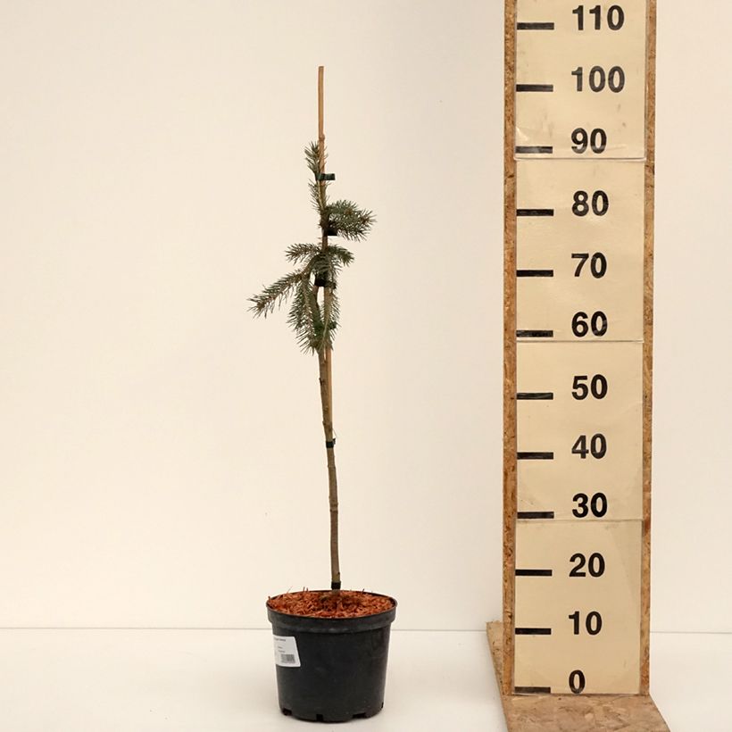 Exemplar von Picea glauca Pendula Topf mit 4L/5LGelieferte Höhe ca. 40/60cm wie im Winter geliefert