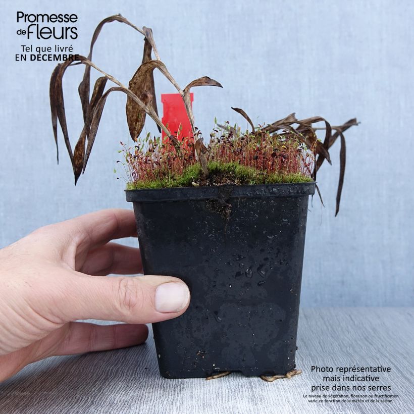 Exemplar von Epipactis gigantea - Helleborine Pot de 1L/1,5L wie im Winter geliefert