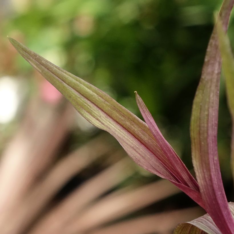 Epipactis gigantea Night Serpentine - Sumpfwurz (Laub)