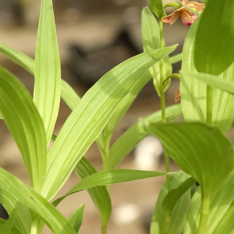 Epipactis thunbergii (x) gigantea - Sumpfwurz (Laub)