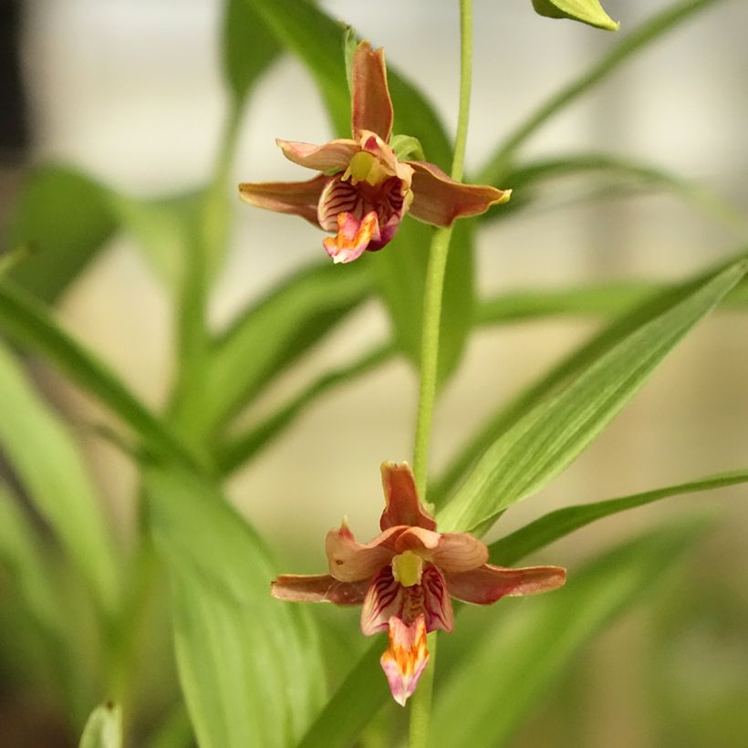 Epipactis thunbergii (x) gigantea - Sumpfwurz (Blüte)