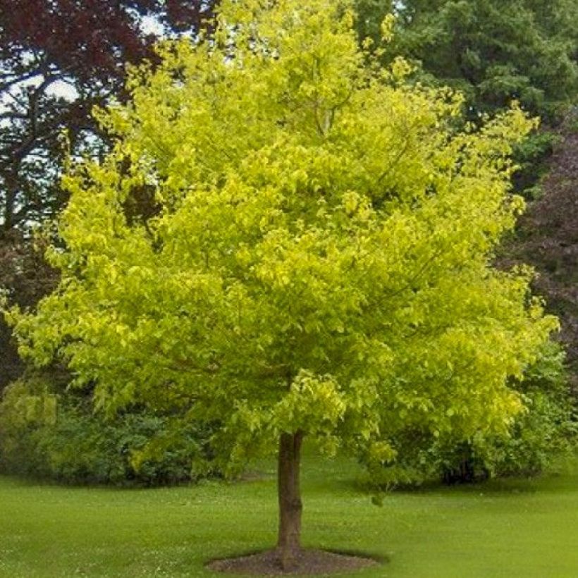 Eschen-Ahorn Kelly's Gold - Acer negundo (Hafen)