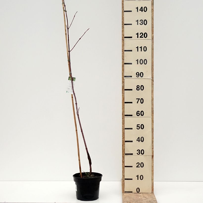 Exemplar von Streifen-Ahorn- Acer pensylvanicum Topf mit 4L/5LGelieferte Höhe ca. 80/100cm wie im Winter geliefert