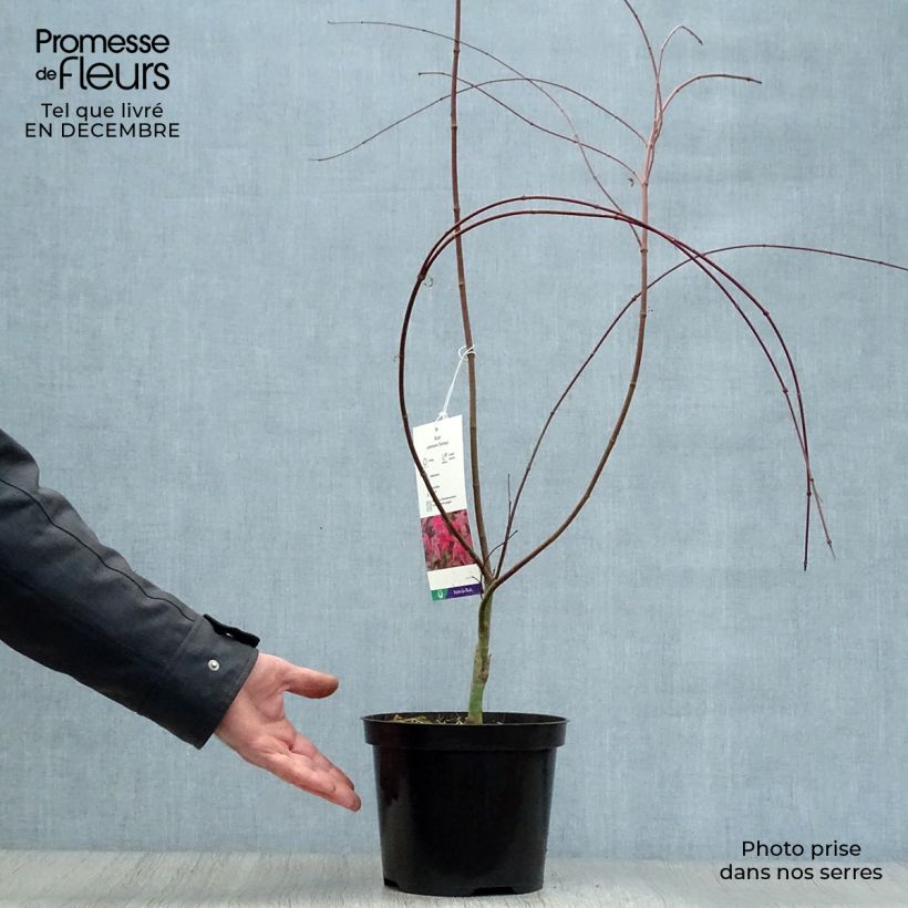 Exemplar von Érable du Japon - Acer palmatum Deshojo Pot de 4L/5L wie im Winter geliefert