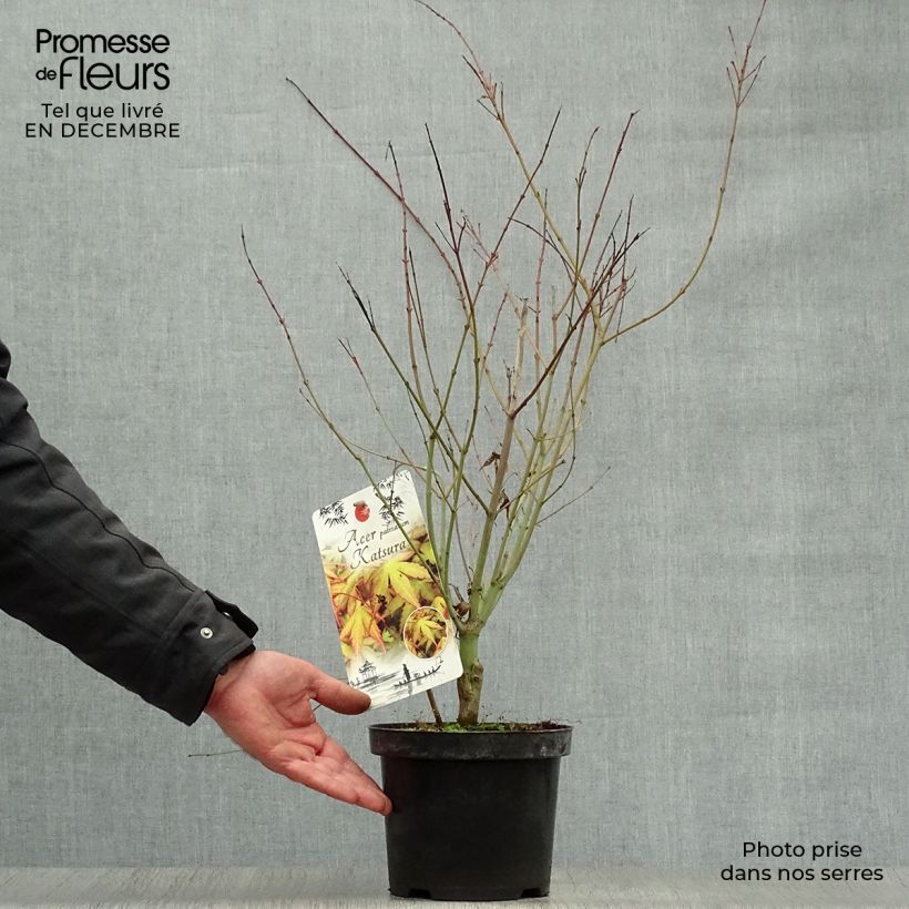 Exemplar von Érable du Japon - Acer palmatum Katsura en pot de 2/3L wie im Winter geliefert