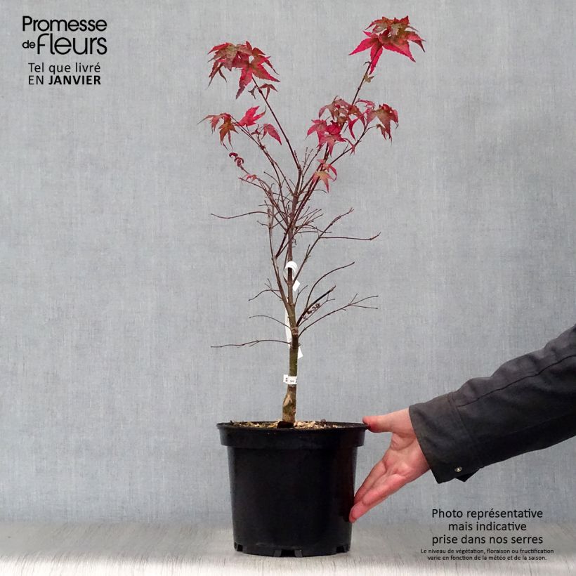 Exemplar von Érable du Japon - Acer palmatum Shindeshojo en pot de 9L wie im Winter geliefert