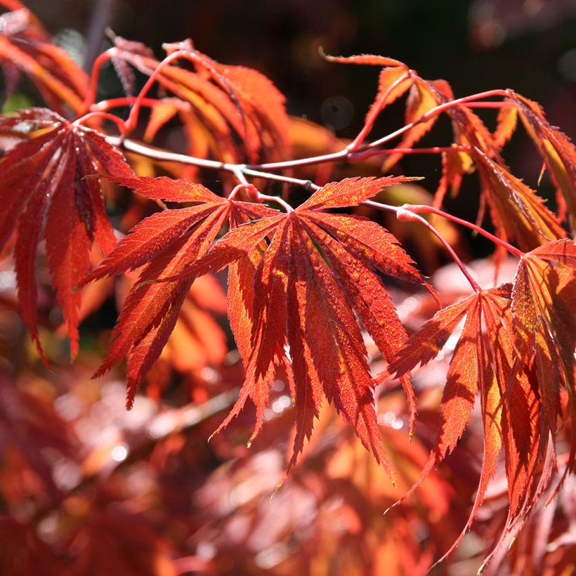 Fächerahorn Trompenburg - Acer palmatum (Laub)