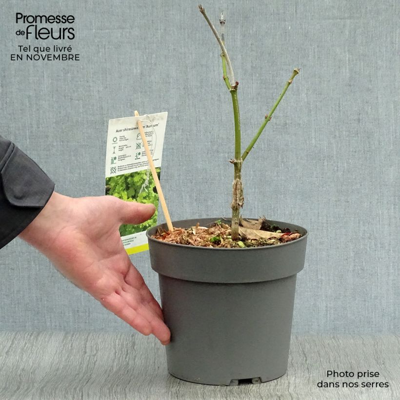 Exemplar von Érable du Japon - Acer shirasawanum Aureum Pot de 3L/4L wie im Herbst geliefert