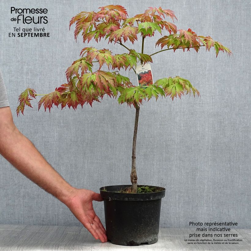 Exemplar von Japanischer Ahorn Aconitifolium - Acer japonicum wie im Herbst geliefert