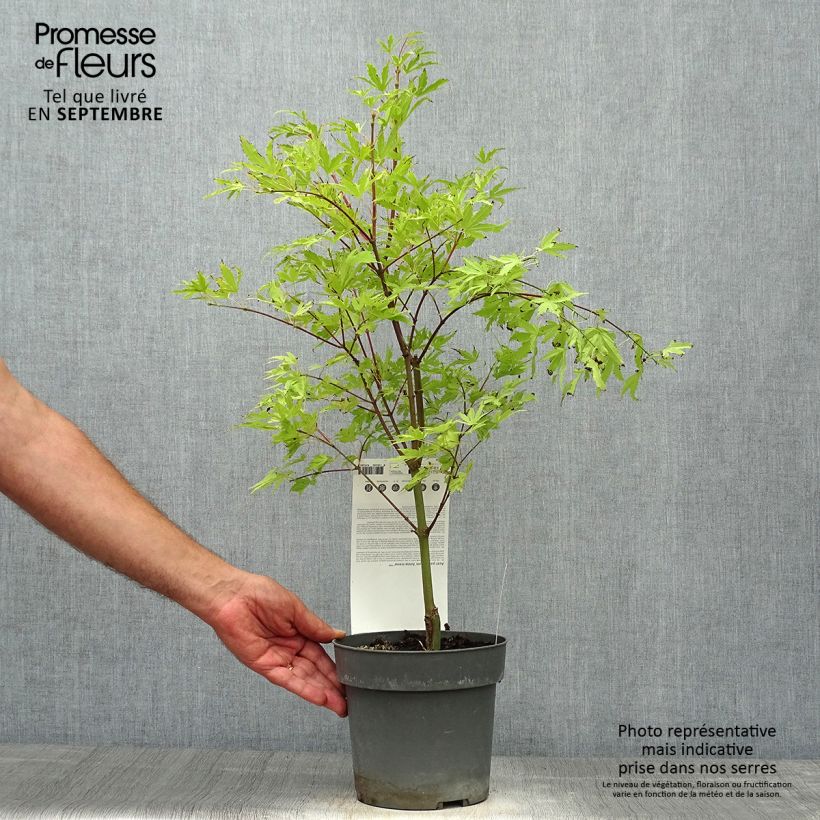 Exemplar von Érable du Japon - Acer palmatum Anne Irene en pot de 2L/3L wie im Herbst geliefert