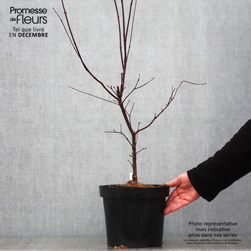 Exemplar von Érable du Japon - Acer palmatum Atropurpureum pot de 6L/7L 60/+ wie im Herbst geliefert