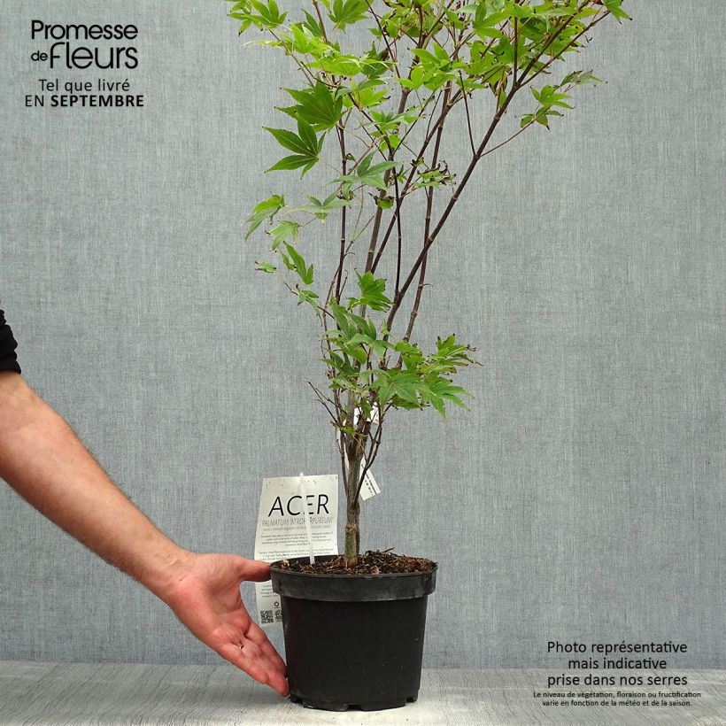 Exemplar von Érable du Japon - Acer palmatum Atropurpureum pot de 3L/4L wie im Herbst geliefert