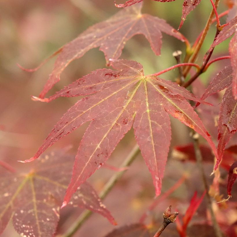 Fächerahorn Atropurpureum - Acer palmatum (Laub)