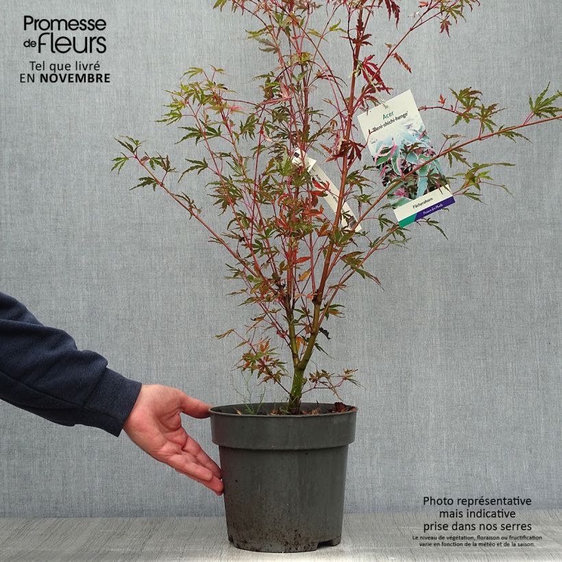 Exemplar von Erable du Japon - Acer palmatum Beni Shichihenge Pot de 3L/4L wie im Herbst geliefert