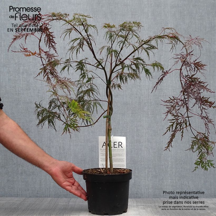 Exemplar von Fächerahorn Bloodgood - Acer palmatum wie im Herbst geliefert