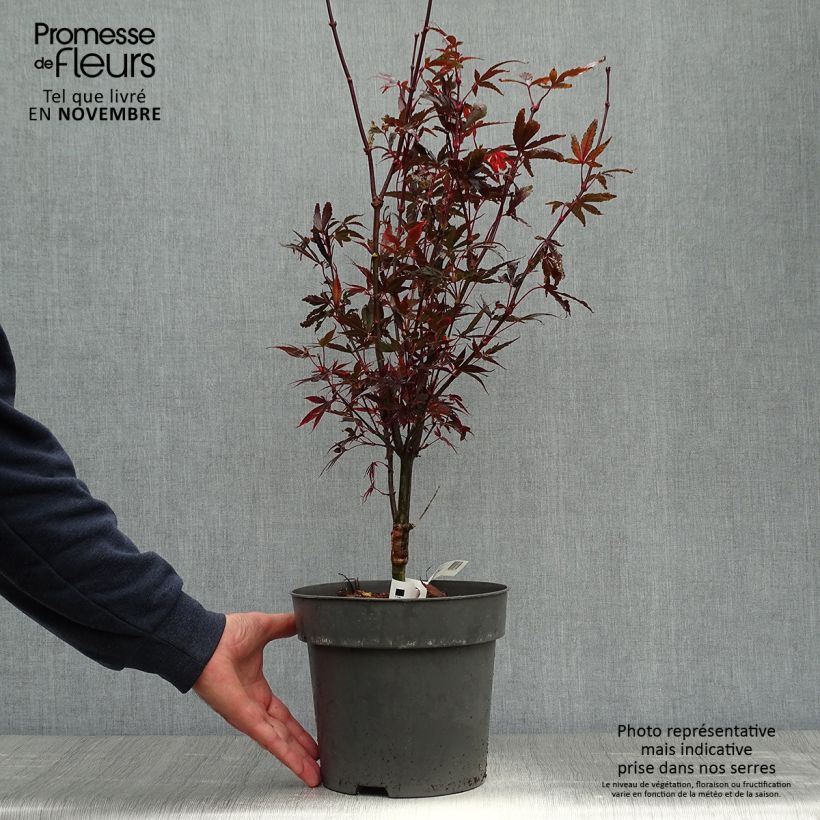 Exemplar von Fächerahorn Brandt’s Dwarf - Acer palmatum wie im Herbst geliefert