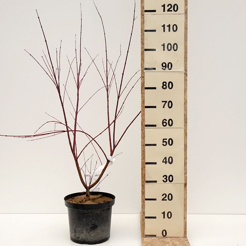 Exemplar von Fächerahorn Brown Sugar - Acer palmatum Topf mit 7,5L/10LGelieferte Höhe ca. 150cm wie im Winter geliefert