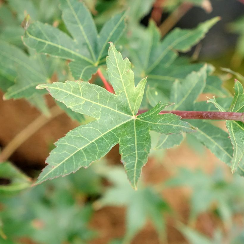 Fächerahorn Brown Sugar - Acer palmatum (Laub)