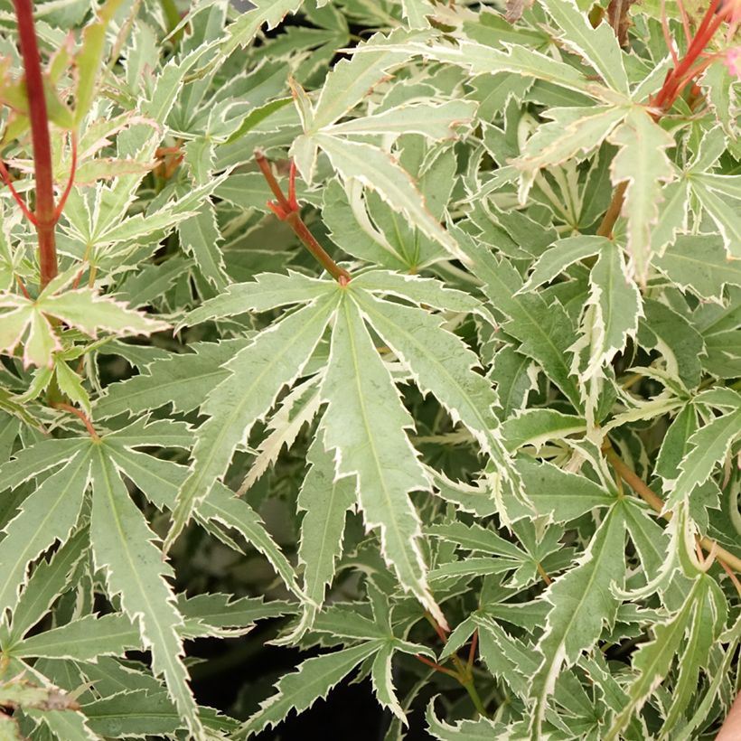 Fächerahorn Butterfly - Acer palmatum (Laub)