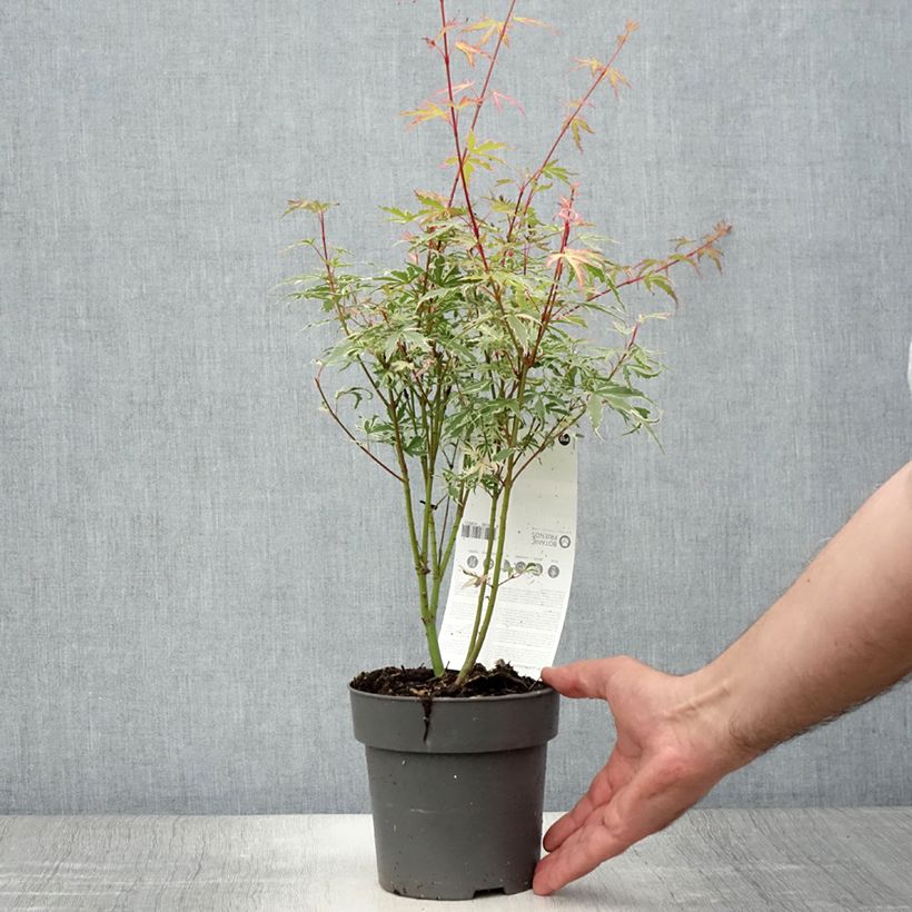 Exemplar von Érable du Japon - Acer palmatum Butterfly Pot de 1L/1.5L wie im Sommer geliefert