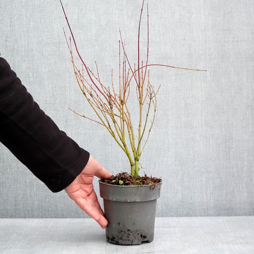 Exemplar von Fächerahorn Butterfly - Acer palmatum Topf mit 1L/1,5LGelieferte Höhe ca. 20/+cm wie im Winter geliefert