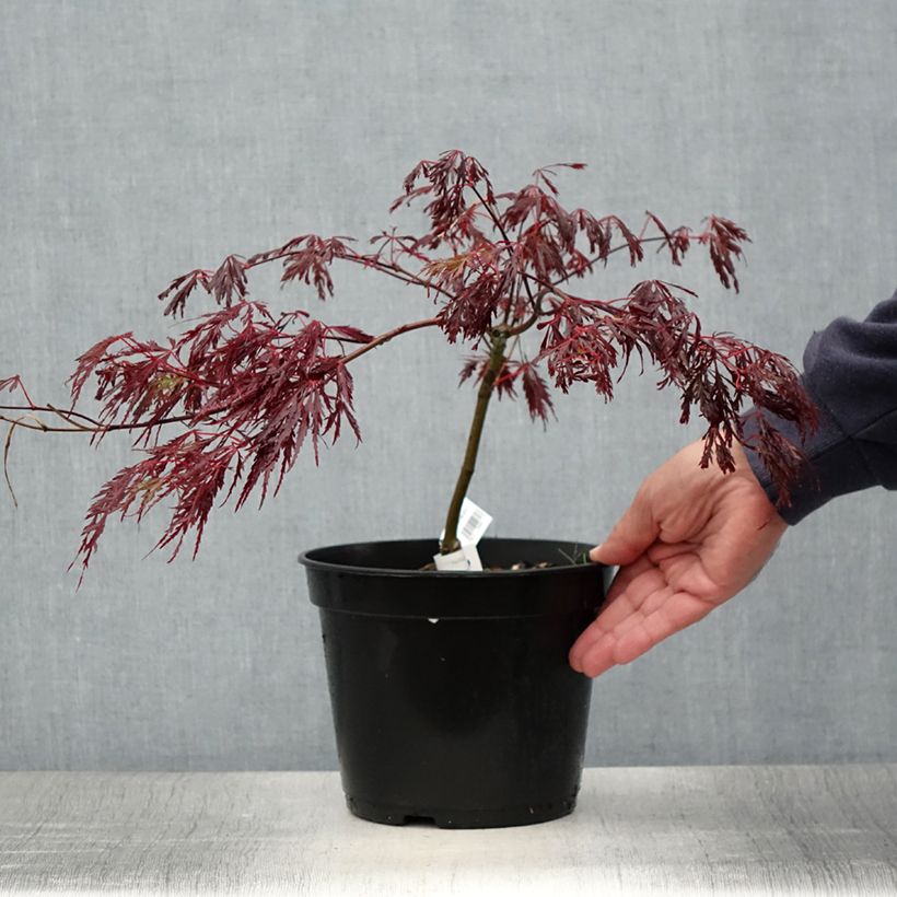 Exemplar von Fächerahorn Crimson Queen - Acer palmatum Topf mit 2L/3LGelieferte Höhe ca. 30/40cm wie im Sommer geliefert