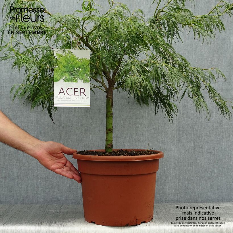 Exemplar von Fächerahorn Dissectum - Acer palmatum wie im Herbst geliefert