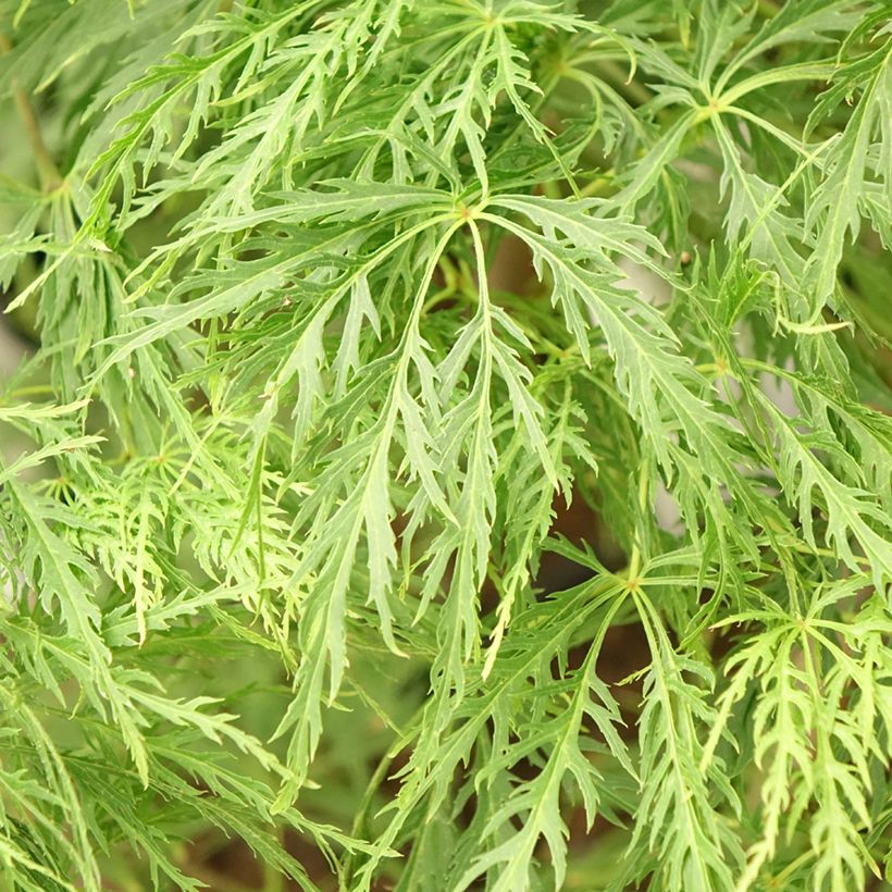 Fächerahorn Dissectum - Acer palmatum (Laub)