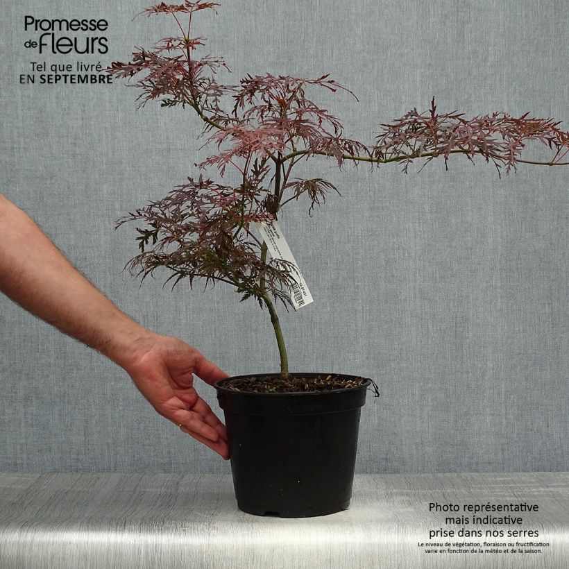 Exemplar von Érable du Japon - Acer palmatum Dissectum Garnet 3L/4L 40/50cm wie im Herbst geliefert