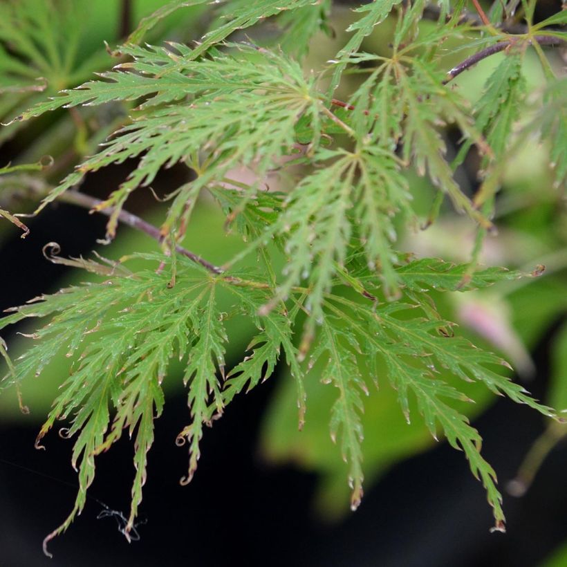 Fächerahorn Dissectum Garnet - Acer palmatum (Laub)