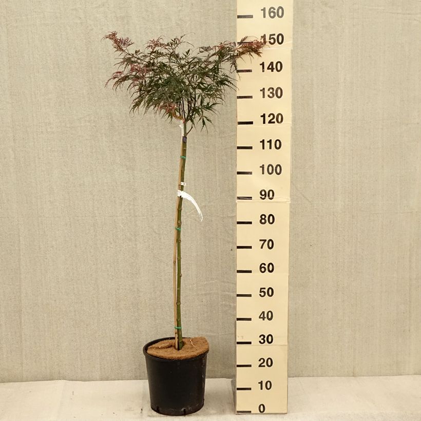 Exemplar von Érable du Japon - Acer palmatum Dissectum Tamukeyama Pot de 12L/15L wie im Herbst geliefert