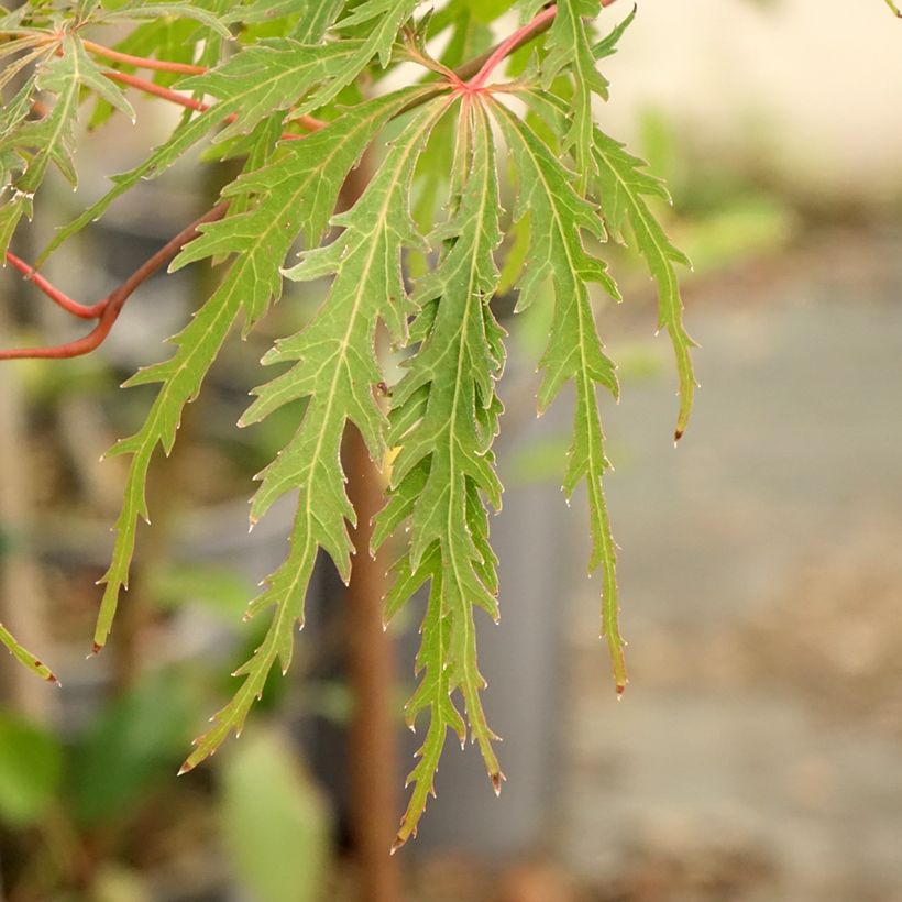 Fächerahorn Dissectum Viridis - Acer palmatum (Laub)