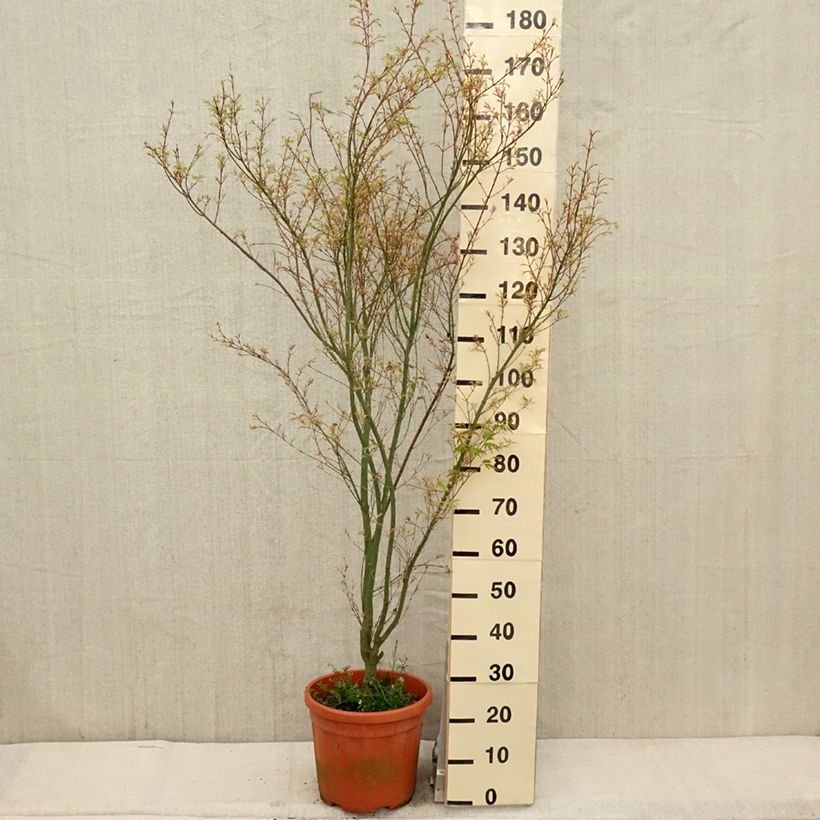 Exemplar von Fächerahorn Kagiri-nishiki - Acer palmatum Topf mit 12L/15LGelieferte Höhe ca. 120/140cm wie im Frühjahr geliefert