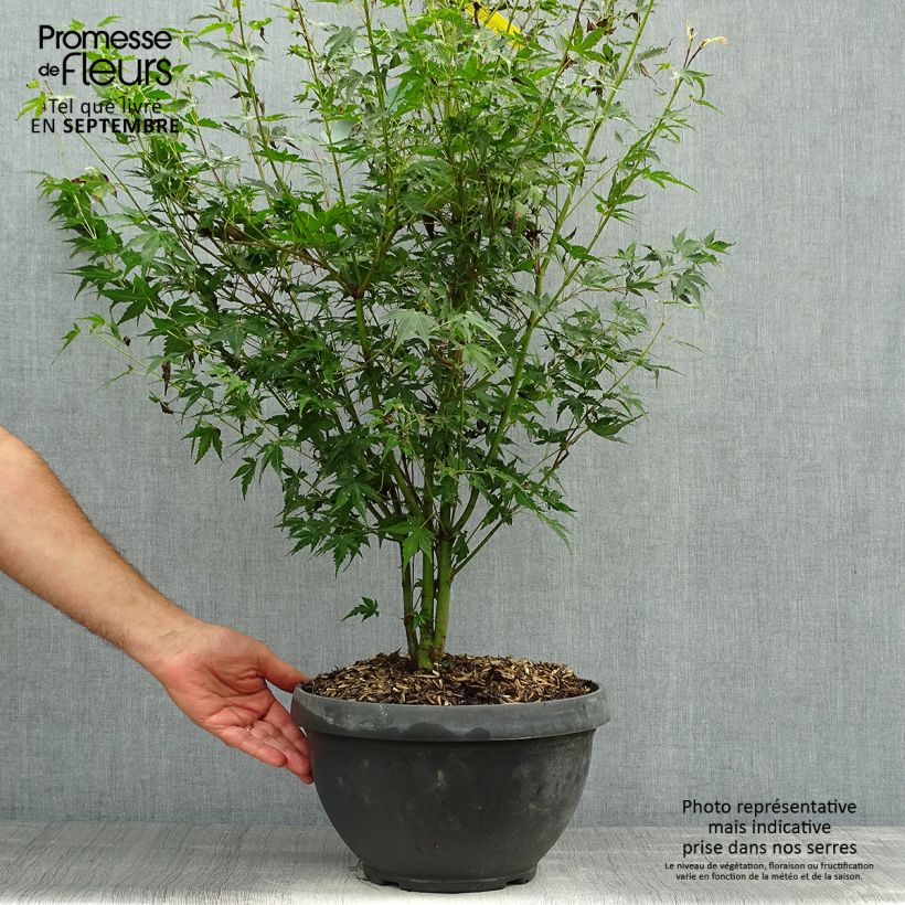 Exemplar von Érable du Japon - Acer palmatum Katsura en coupe de 7,5L/10L wie im Herbst geliefert