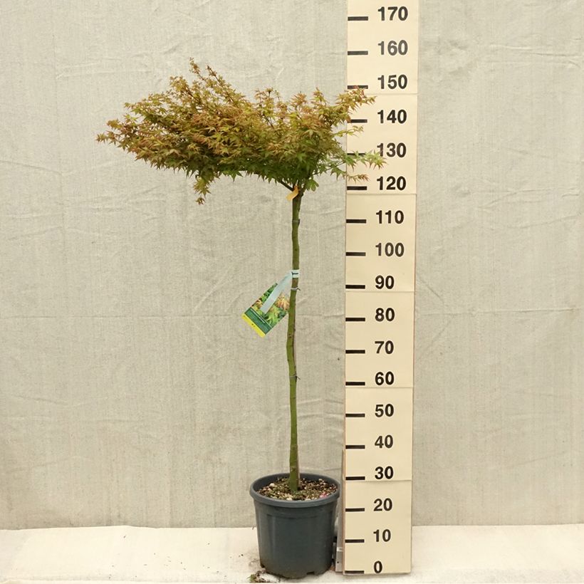 Exemplar von Fächerahorn Little Princess - Acer palmatum wie im Frühjahr geliefert