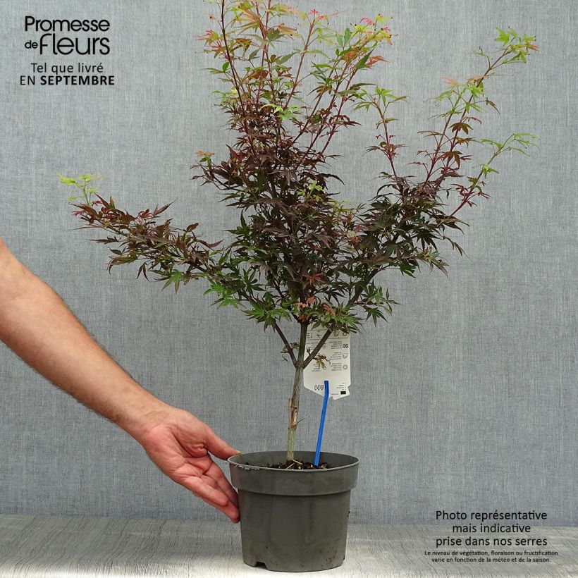 Exemplar von Erable du Japon - Acer palmatum Shaina en pot de 3L/4L wie im Herbst geliefert