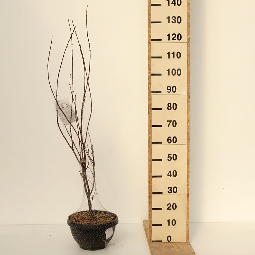 Exemplar von Fächerahorn Skeeter's Broom - Acer palmatum Becher 7,5L / 10LGelieferte Höhe ca. 80/+cm wie im Winter geliefert