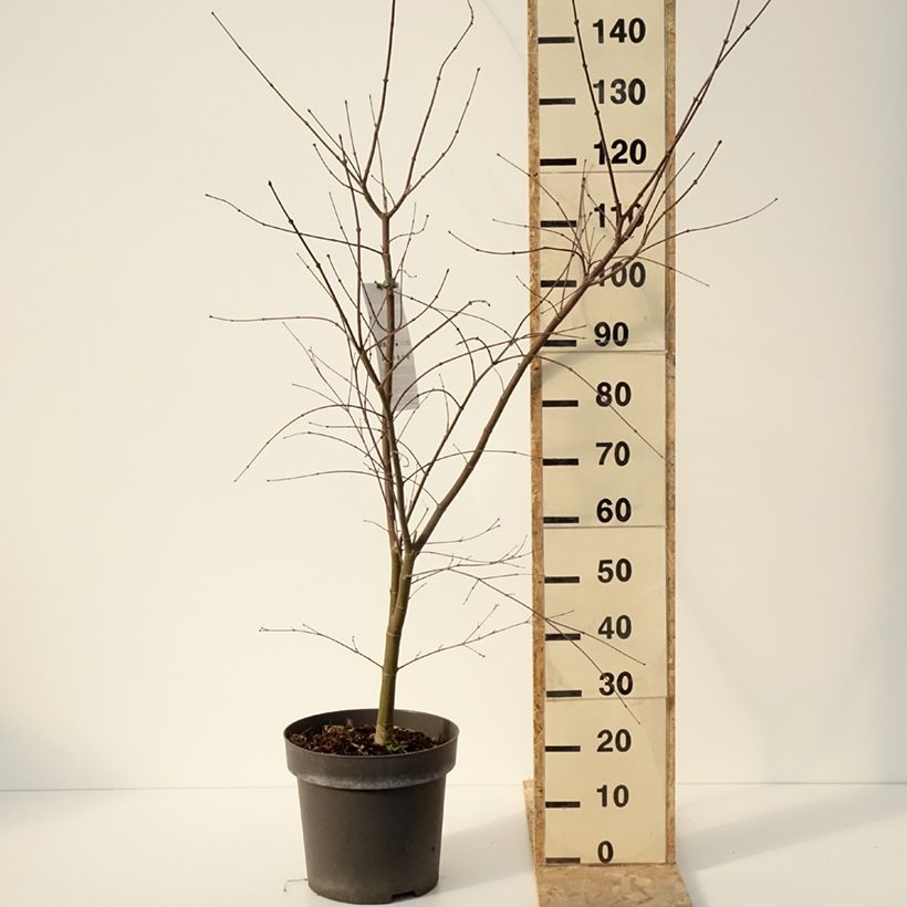 Exemplar von Fächerahorn Sumi-nagashi - Acer palmatum Topf mit 12L/15LGelieferte Höhe ca. 130/135cm wie im Winter geliefert