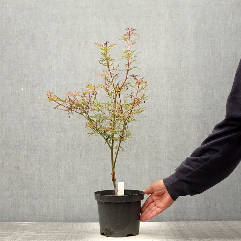 Exemplar von Érable du Japon Jerre Schwartz - Acer palmatum en pot de 2L/3L wie im Sommer geliefert