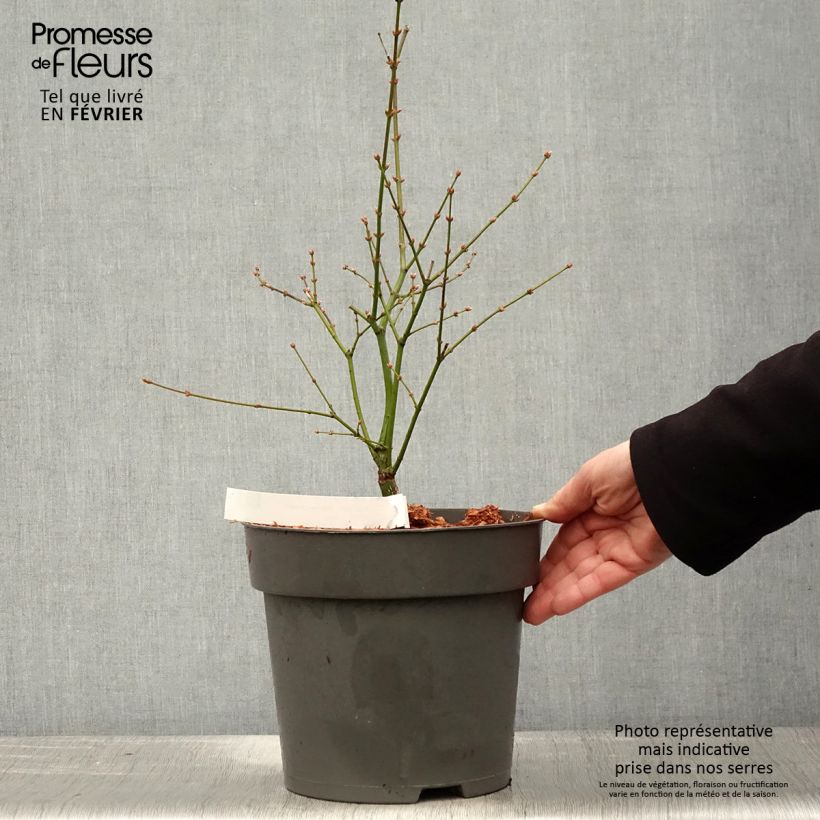 Exemplar von Érable du Japon Manyo-No-Sato - Acer palmatum Pot de 6L/7L wie im Winter geliefert