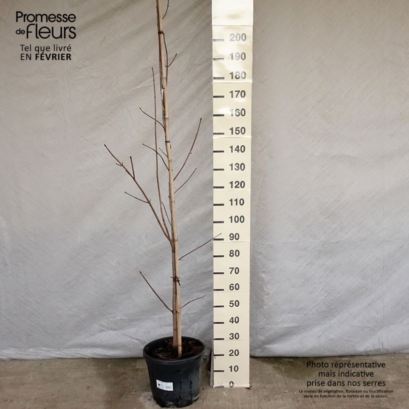 Exemplar von Érable platane - Acer platanoides Crimson King Pot de 20L wie im Winter geliefert