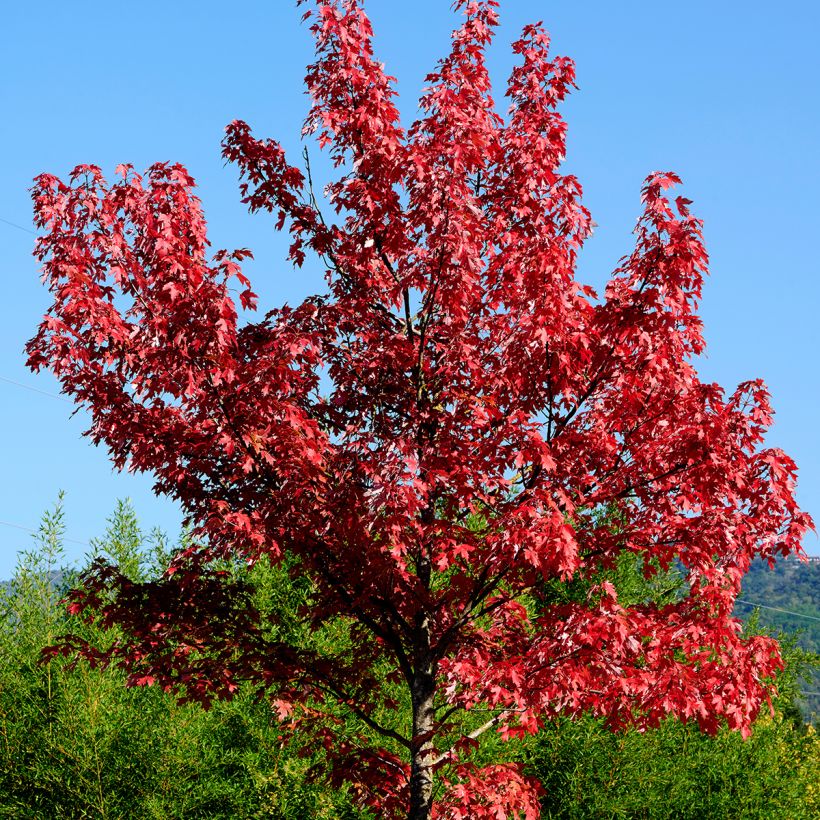 Rot-Ahorn - Acer rubrum (Hafen)