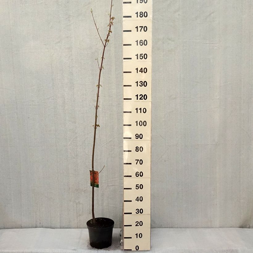 Exemplar von Rot-Ahorn - Acer rubrum Topf mit 7,5L/10LGelieferte Höhe ca. 140/160cm wie im Frühjahr geliefert