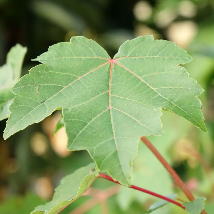 Rot-Ahorn - Acer rubrum (Laub)