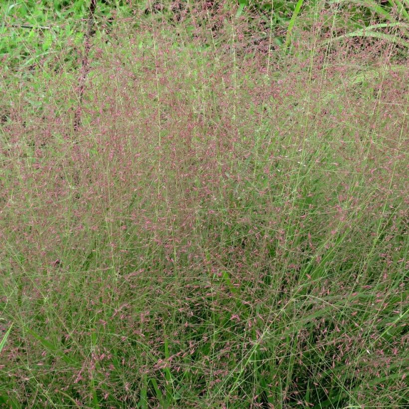 Eragrostis spectabilis - Purpur-Liebesgras (Blüte)