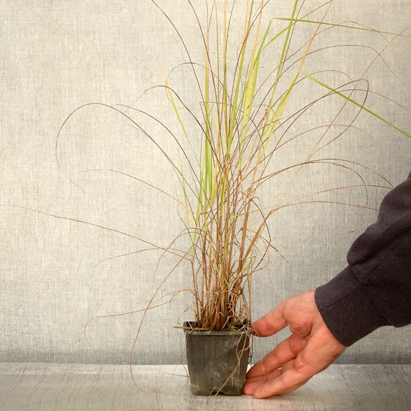 Exemplar von Eragrostis trichodes - Herbe d'amour Godet de 8 cm wie im Herbst geliefert